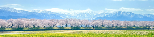 桜の足音