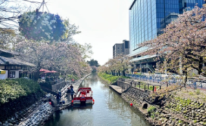 松川べりの桜並木