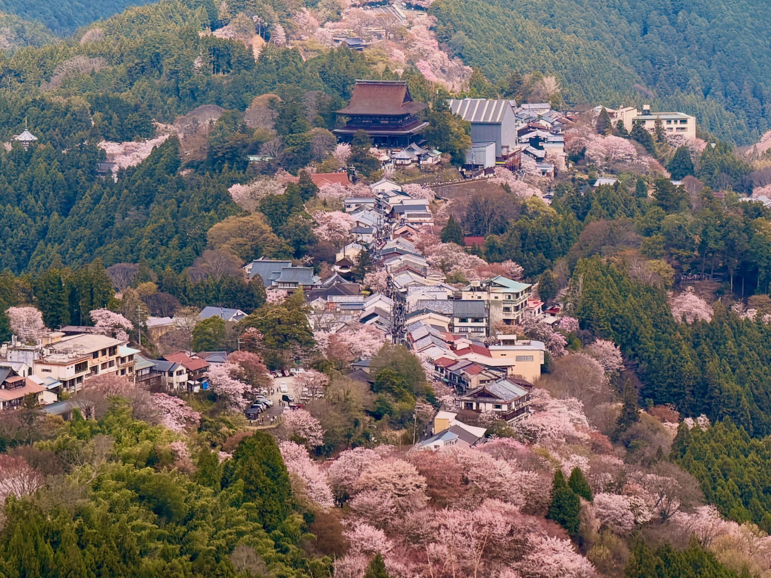 【2026年実体験】吉野山の桜 おすすめルート・回り方ガイド|所要時間・バス・ロープウェイ・混雑を解説