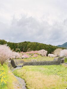又兵衛桜