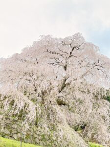 又兵衛桜 正面からの写真