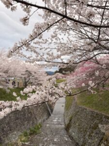 又兵衛桜 橋の上からの風景