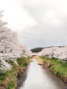 宇陀川の桜並木