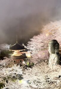 壷阪寺 上からの桜撮影スポット