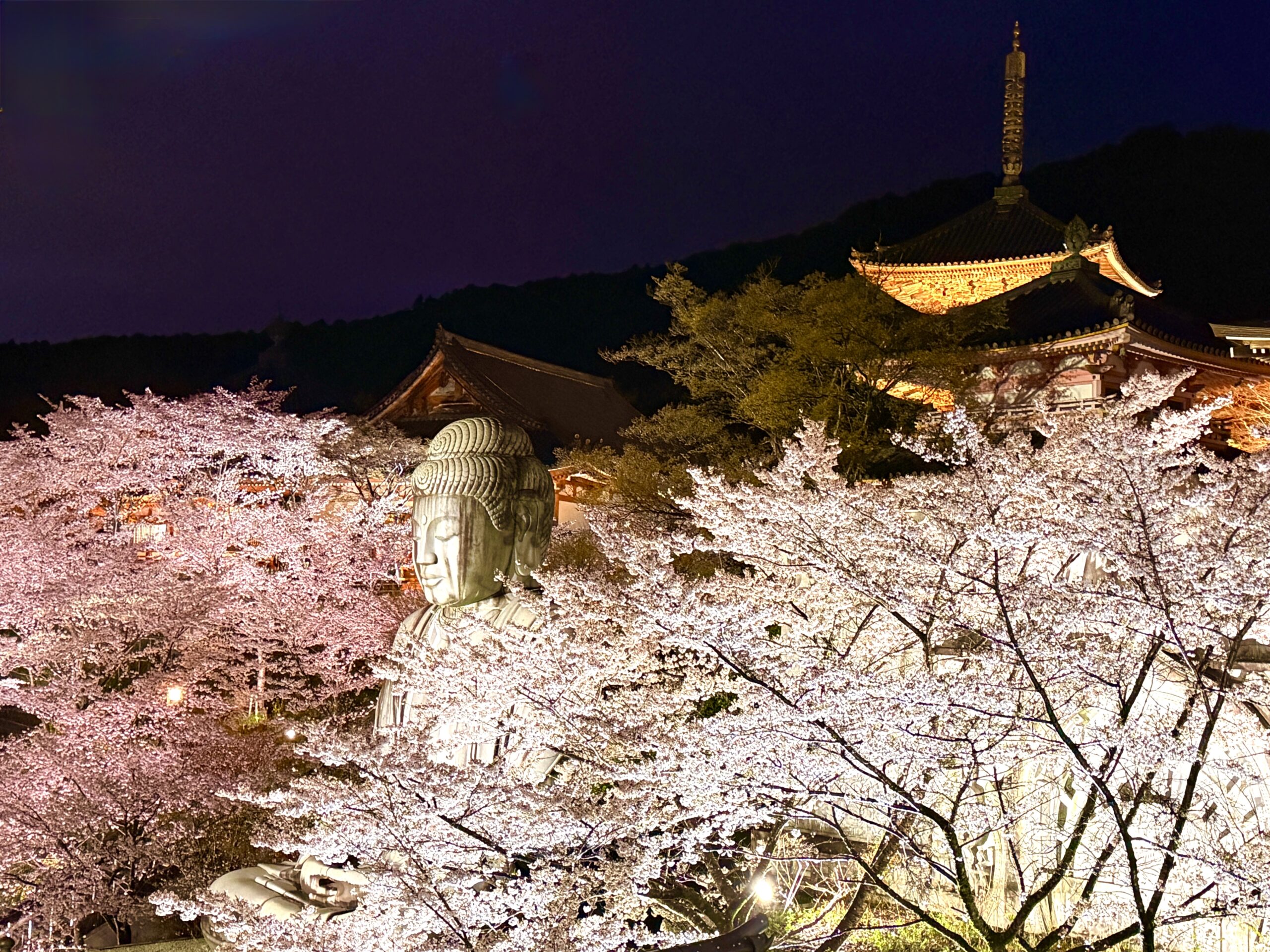壷阪寺の桜2026｜アクセス・撮影スポット4選