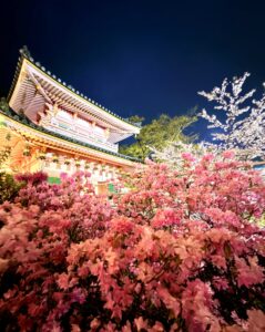壷阪寺 ツツジと塔の写真