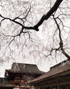 吉野水分神社のしだれ桜