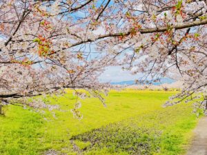 藤原京跡の入口付近からの写真