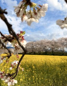 藤原京跡　桜と菜の花（2026年4月撮影）