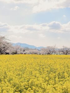 藤原京跡　桜と菜の花（2026年4月撮影）
