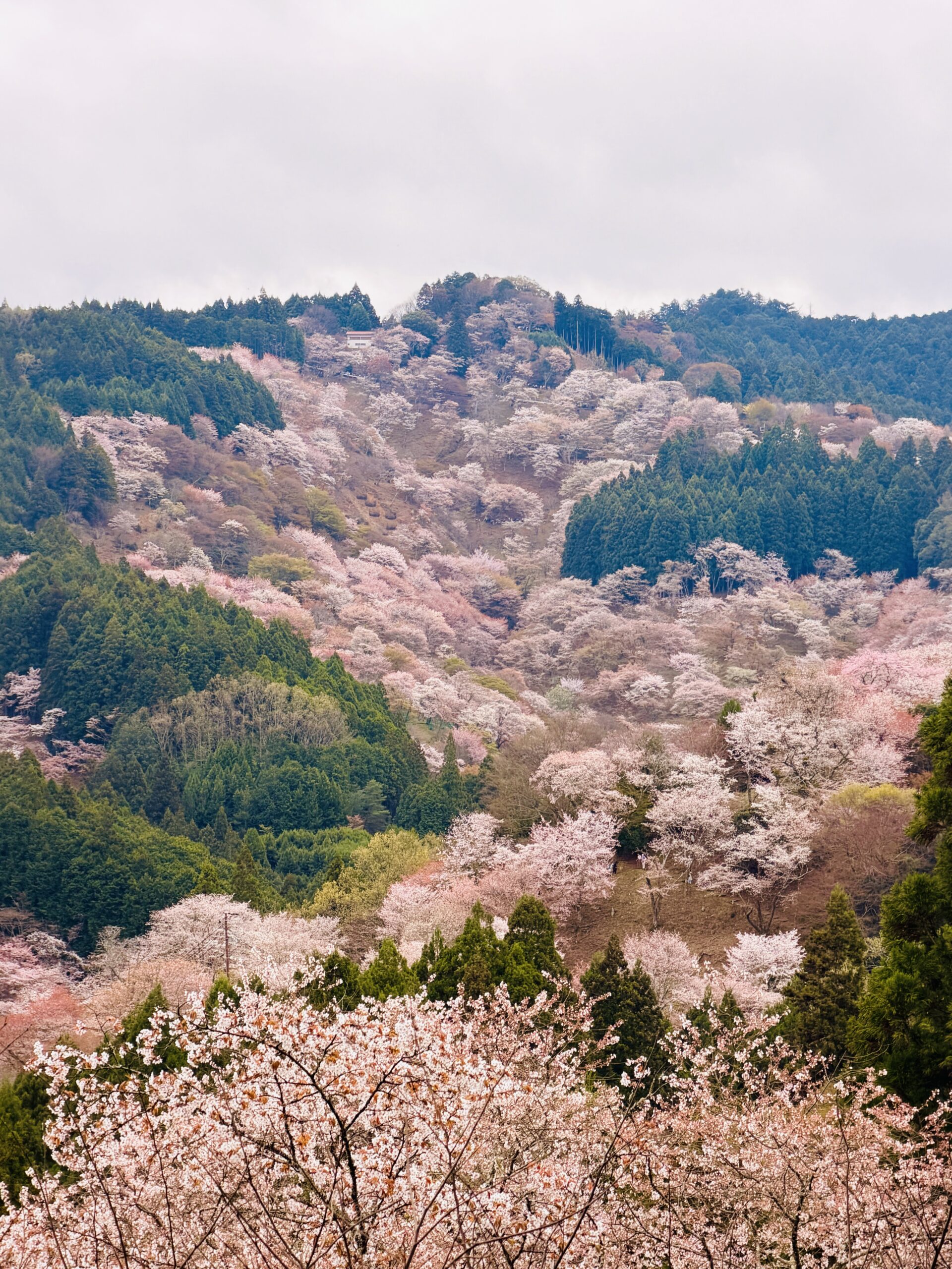 【2026年実体験】吉野山の桜撮影スポットおすすめ6選｜一目千本や花矢倉展望台など写真映えする場所を紹介