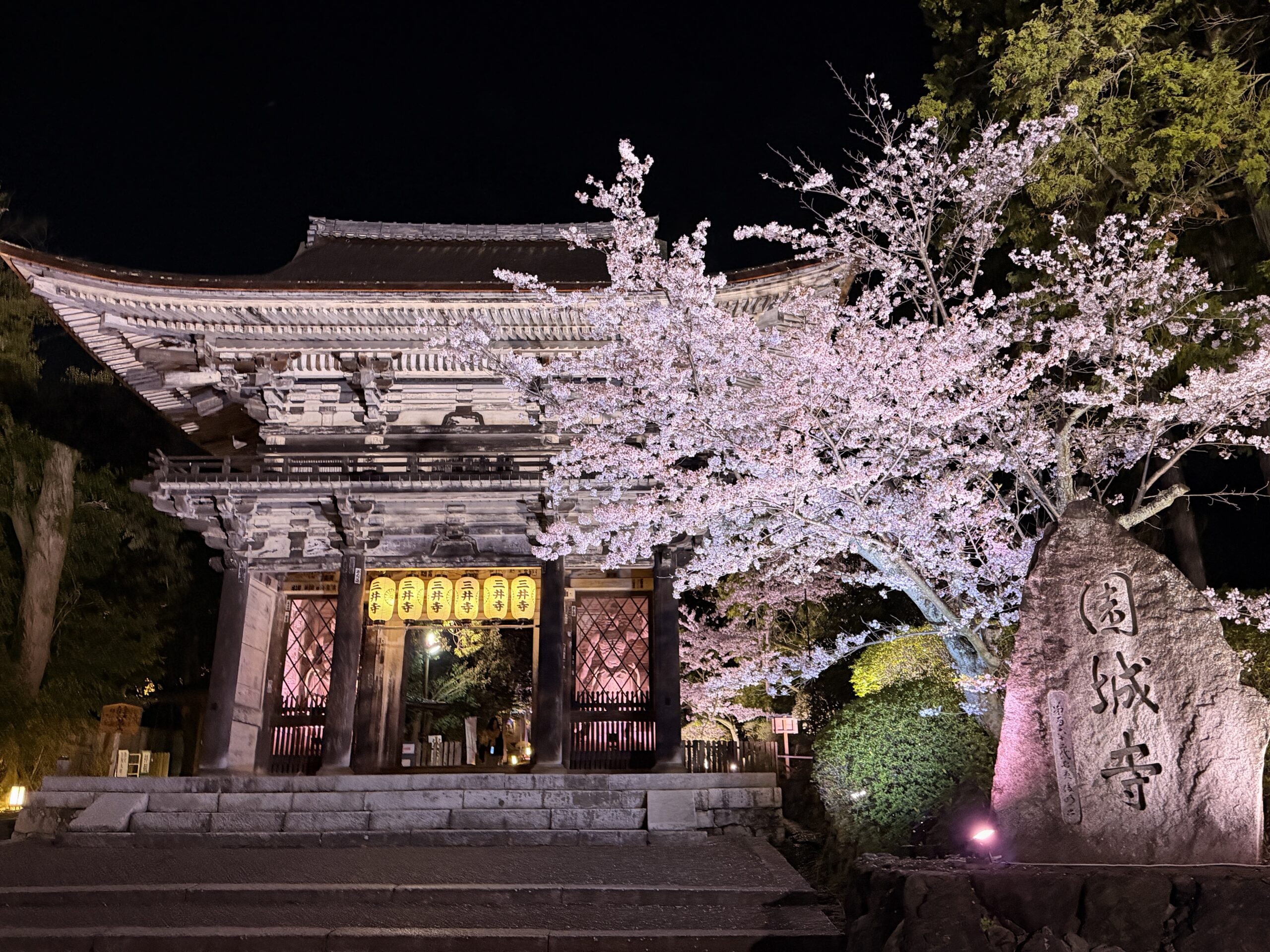 観月舞台だけじゃない三井寺の桜の見どころ・ライトアップ・撮影スポット【2026年実体験】