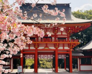 近江神宮の桜