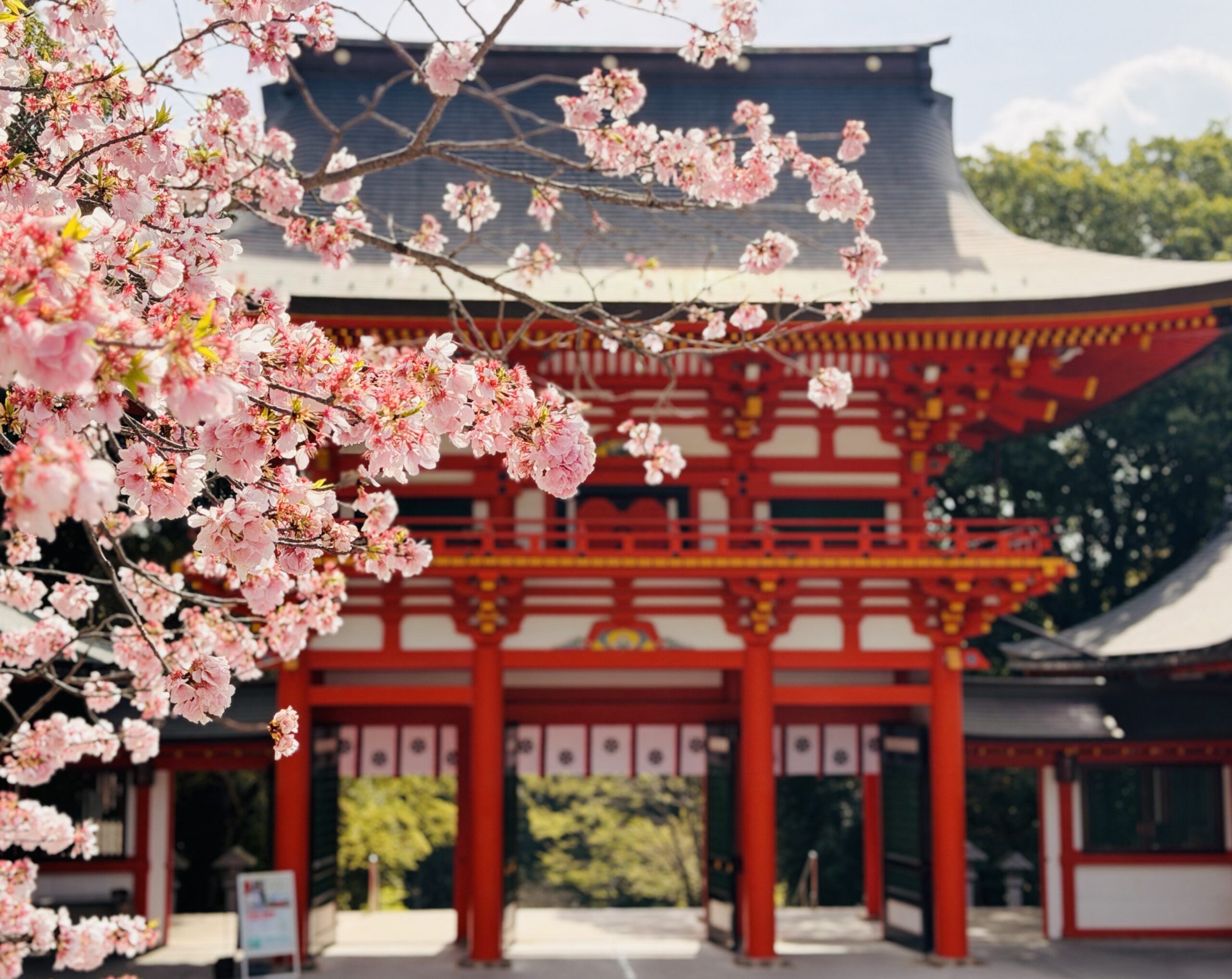 近江神宮の桜は?見どころ・所要時間・御朱印を実体験で紹介【2026年】