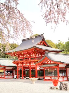 近江神宮 境内の桜