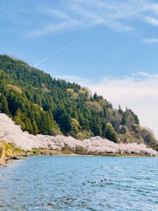 海津大崎 桜と琵琶湖