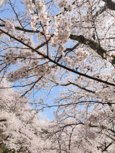 海津大崎 桜