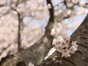 海津大崎 琵琶湖と桜