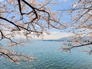 海津大崎 桜並木