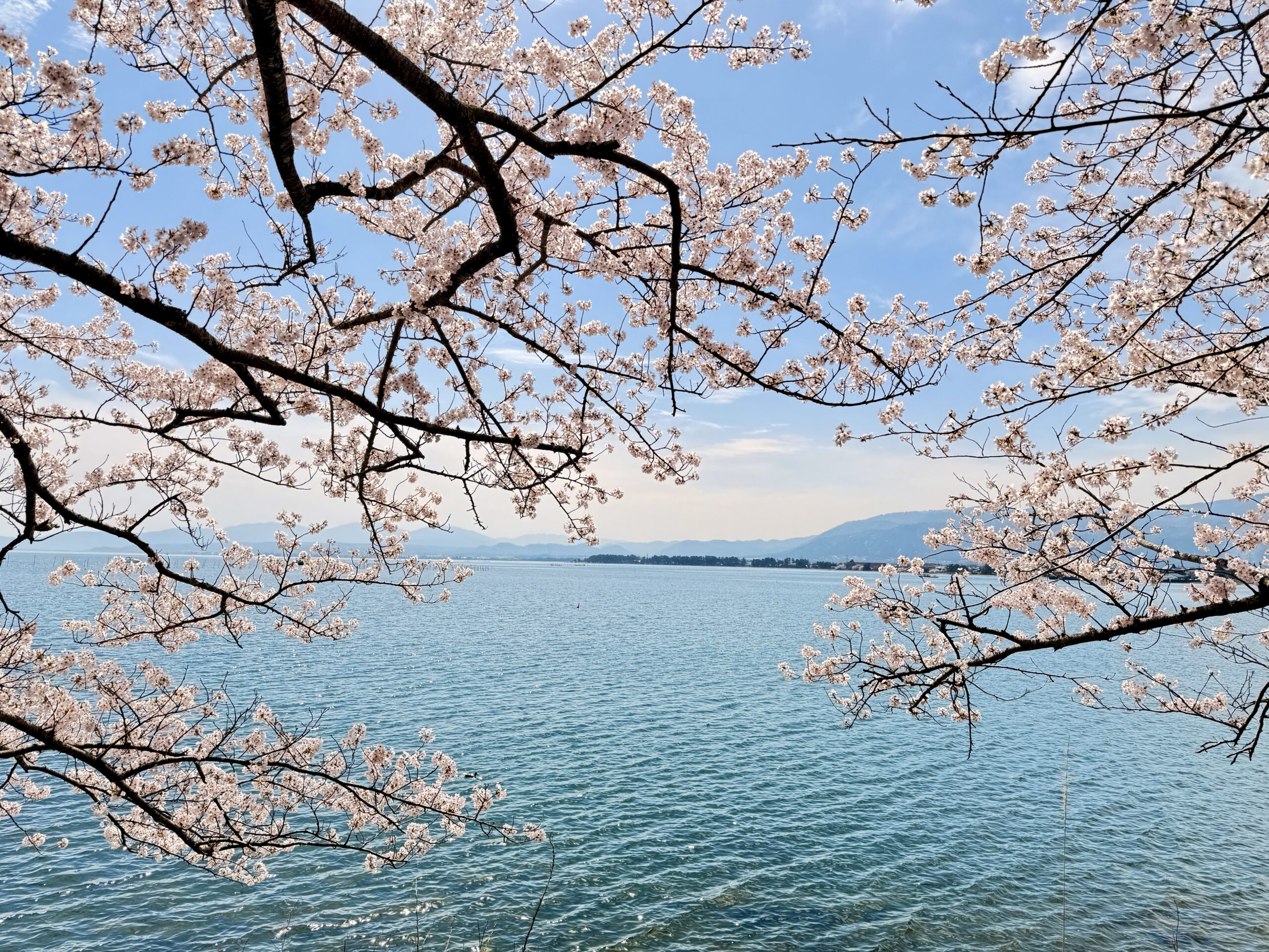 海津大崎の桜を見に車なしで行ってみた！アクセス・所要時間・見どころを実体験レビュー