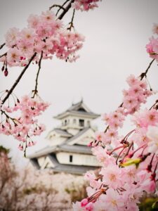 豊公園の桜