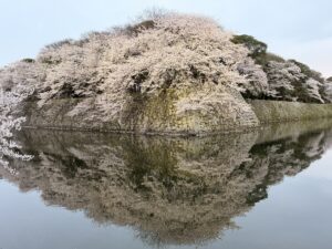 彦根城ライトアップ前の桜